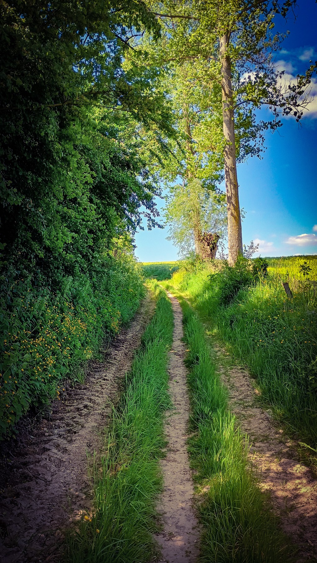 Zandpad met groene grasstroken, omringd door bomen en struiken onder een blauwe lucht.