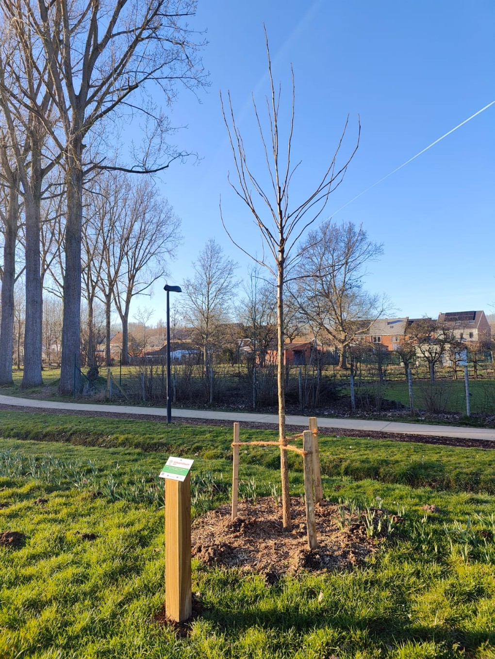 Zwarte walnoot (Juglans nigra)