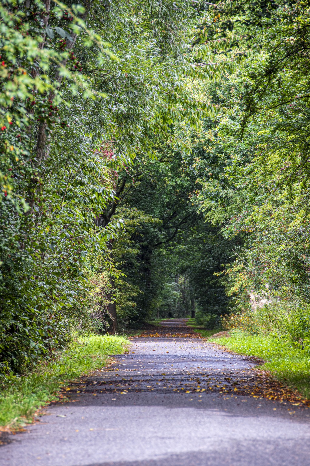 Een rustig pad omgeven door dicht groen en bomen in een bosrijke omgeving.
