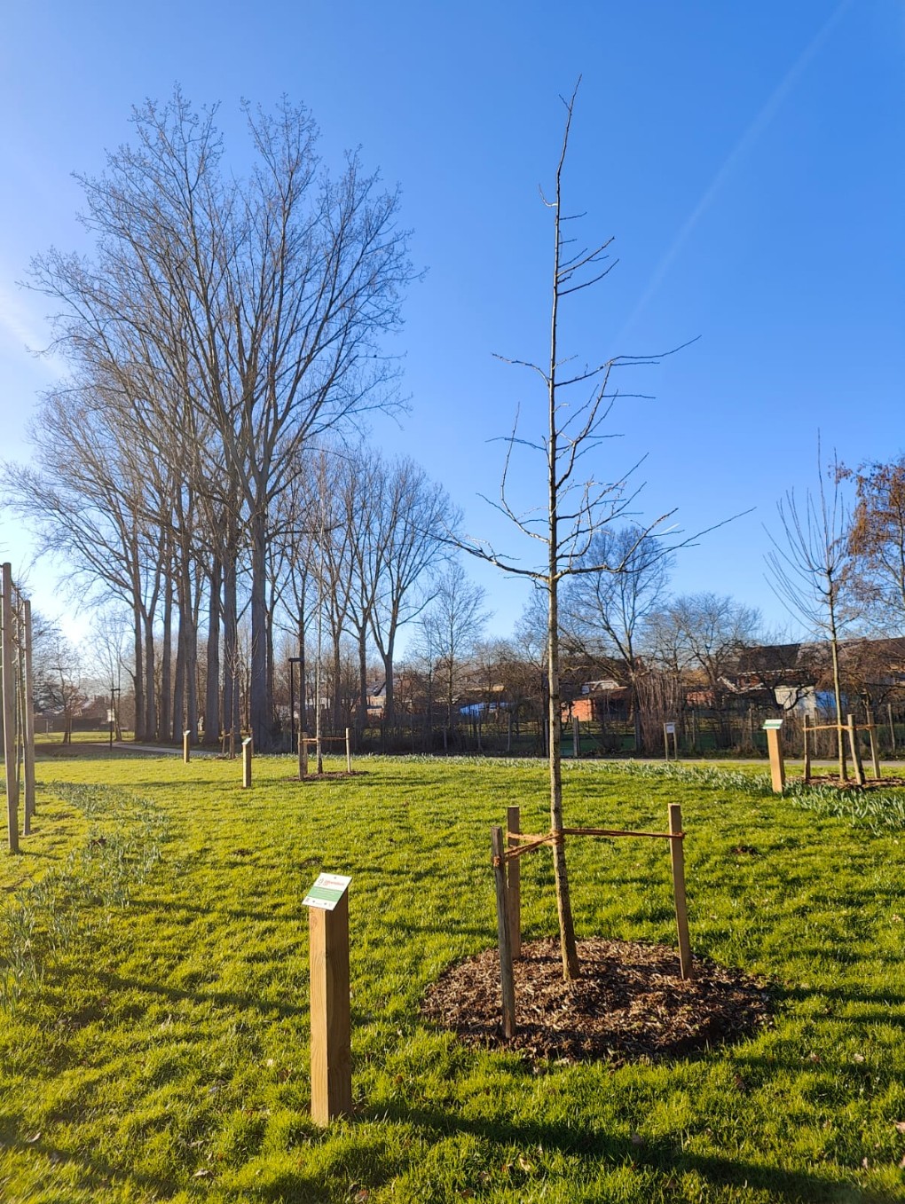 Japanse notenboom (Ginkgo biloba)
