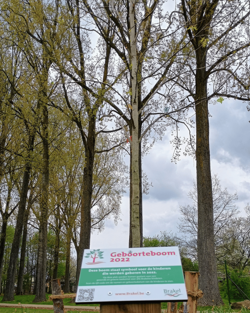 Geboorteboom 2022 in een park, symbool voor kinderen geboren in 2022, omringd door hoge bomen en bewolkte lucht.