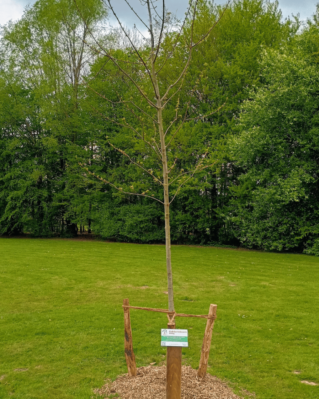 Jonge boom met beschermende palen en bordje in een groen park met bomen op de achtergrond.