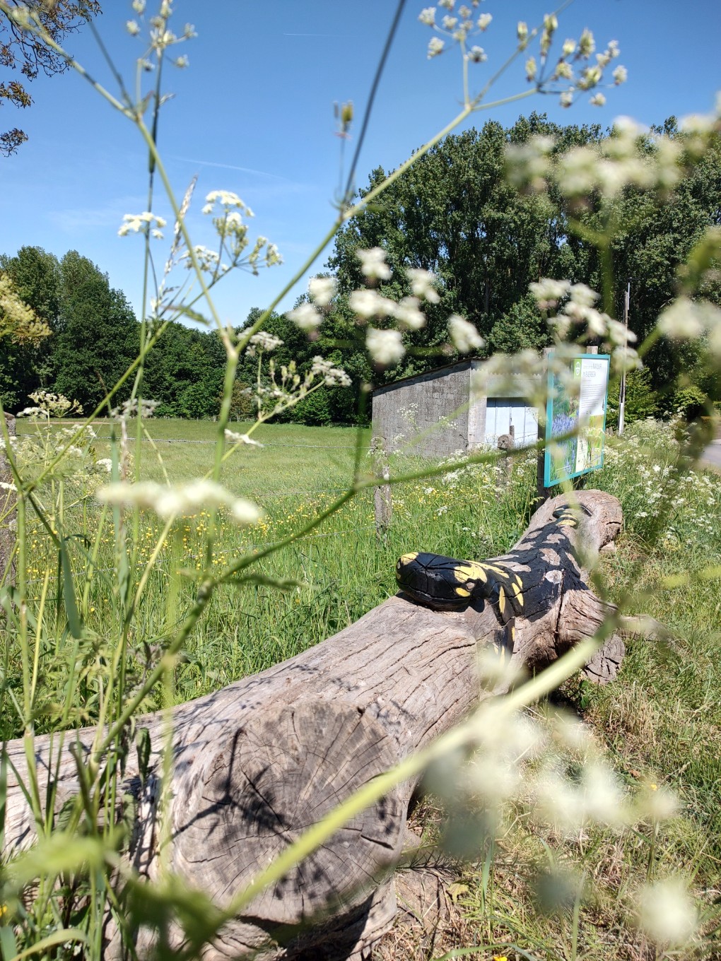 Een houten bank met een geschilderde salamander in een groen veld met wilde bloemen en bomen op een zonnige dag.